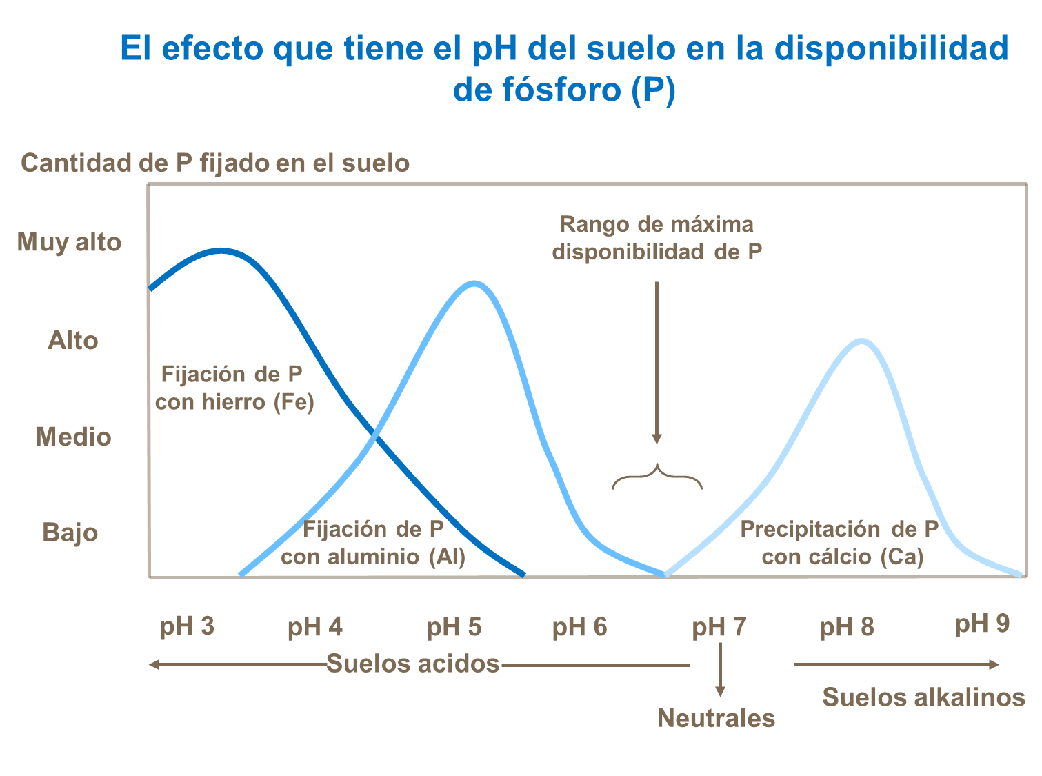 El efecto que tiene el pH del suelo en la disponibilidad de fósforo