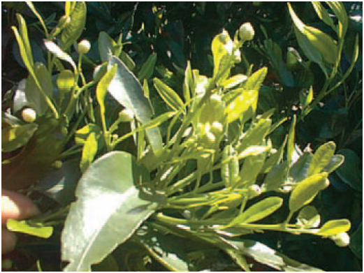 Pérdida de dominancia apical